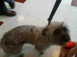 Cairn Terrier Dogs for adoption in Plano, TX, USA