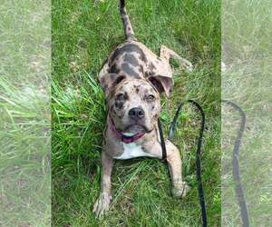 American Pit Bull Terrier-Unknown Mix Dogs for adoption in Waterloo, IA, USA