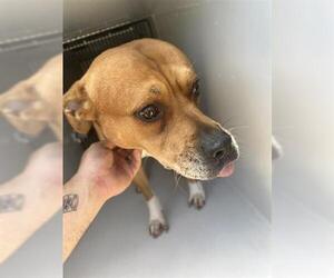 American Pit Bull Terrier-Unknown Mix Dogs for adoption in Houston, TX, USA