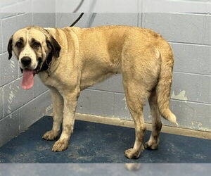 Anatolian Shepherd Dogs for adoption in Woodland, CA, USA