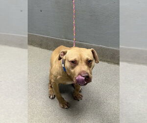 American Pit Bull Terrier-Unknown Mix Dogs for adoption in Las Vegas, NV, USA