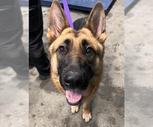 German Shepherd Dog Dogs for adoption in Woodland, CA, USA