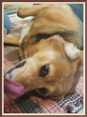 Medium Photo #1 Meagle Puppy For Sale in Bemidji, MN, USA