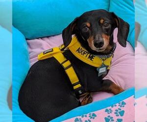 Dachshund Dogs for adoption in Bealeton, VA, USA