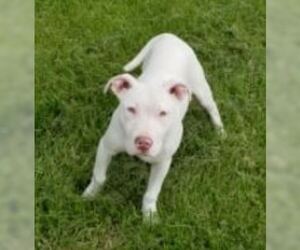 American Staffordshire Terrier Dogs for adoption in Northville, MI, USA