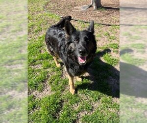 German Shepherd Dog Dogs for adoption in Plano, TX, USA