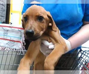 Labrador Retriever-Unknown Mix Dogs for adoption in Tulsa, OK, USA