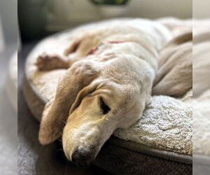 Basset Hound Dogs for adoption in Deepwater, NJ, USA