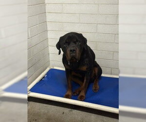 Rottweiler Dogs for adoption in Stockton, CA, USA