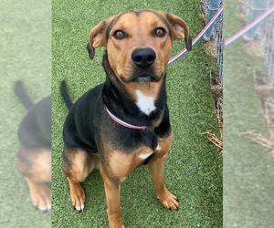 Treeing Walker Coonhound-Unknown Mix Dogs for adoption in Fayetteville, NC, USA