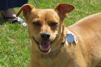 Meagle Dogs for adoption in Santa Monica, CA, USA