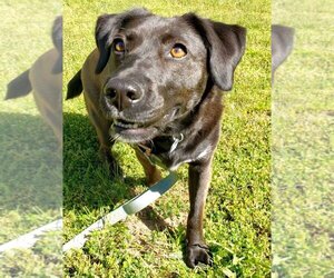 Labrador Retriever-Unknown Mix Dogs for adoption in Boonton, NJ, USA