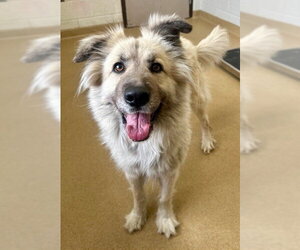 Great Pyrenees-Unknown Mix Dogs for adoption in Derwood, MD, USA