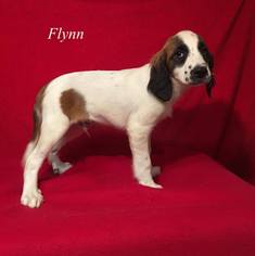 English Springer Spaniel Dogs for adoption in Chester, IL, USA