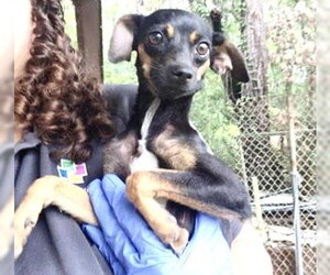 Rat-Cha Dogs for adoption in Houston, TX, USA