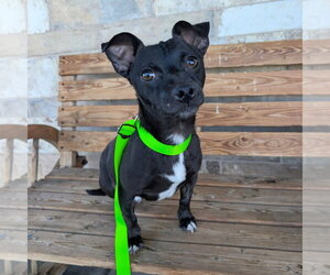 Chihuahua-Unknown Mix Dogs for adoption in Chico, CA, USA