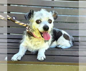 Chihuahua-Unknown Mix Dogs for adoption in Long Beach, CA, USA
