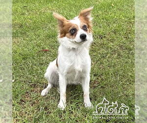 Papillon-Unknown Mix Dogs for adoption in Irvine, CA, USA