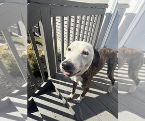Unknown-Whippet Mix Dogs for adoption in Brewster, NY, USA