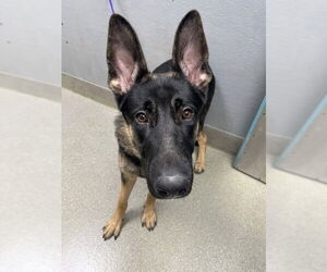 German Shepherd Dog-Unknown Mix Dogs for adoption in Las Vegas, NV, USA
