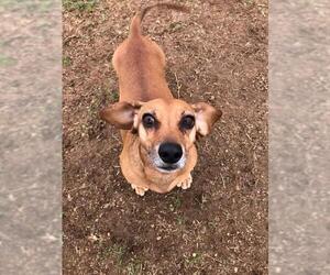 Dachshund Dogs for adoption in Staunton, VA, USA