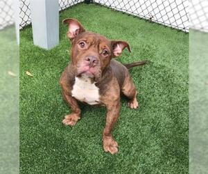 Olde Bulldog Dogs for adoption in Houston, TX, USA