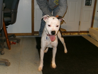 American Bulldog-Unknown Mix Dogs for adoption in Sparta, WI, USA