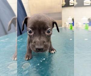 Labrador Retriever-Unknown Mix Dogs for adoption in Mobile, AL, USA