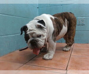 Bulldog Dogs for adoption in Downey, CA, USA