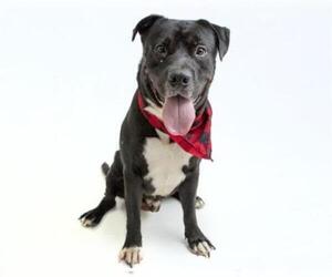 Rottweiler-American Pit Bull Terrier Dogs for adoption in Orlando, FL, USA