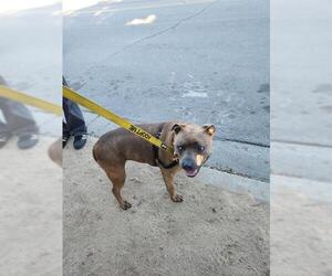 American Pit Bull Terrier Dogs for adoption in Santa Barbara, CA, USA