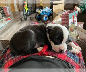 American Pit Bull Terrier Dogs for adoption in Belleville, MI, USA