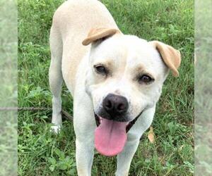 Chinese Shar-Pei Dogs for adoption in Austin, TX, USA