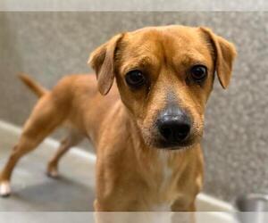 Dachshund-Unknown Mix Dogs for adoption in Santa Rosa, CA, USA