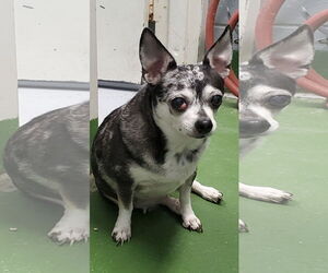 Chihuahua Dogs for adoption in Rustburg, VA, USA