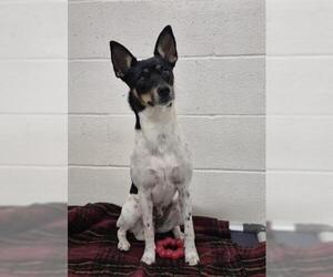 Rat Terrier Dogs for adoption in Jackson, CA, USA
