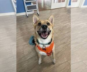 Australian Eskimo Dogs for adoption in Greenwood, LA, USA