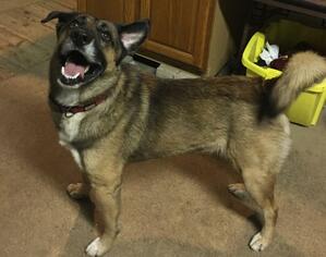 German Shepherd Dog Dogs for adoption in Maryville, TN, USA