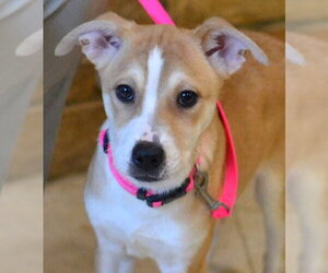 Jack Russell Terrier-Unknown Mix Dogs for adoption in Germanton, TN, USA