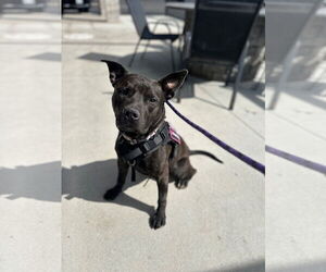 American Pit Bull Terrier Dogs for adoption in Virginia Beach, VA, USA