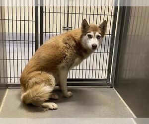 Siberian Husky-Unknown Mix Dogs for adoption in Modesto, CA, USA