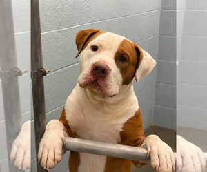 Labrador Retriever-Unknown Mix Dogs for adoption in garner, NC, USA
