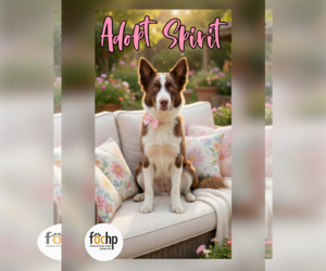 Border Collie Dogs for adoption in Menifee, CA, USA