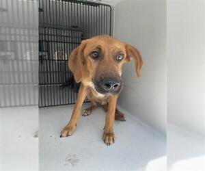 Redbone Coonhound-Unknown Mix Dogs for adoption in Houston, TX, USA