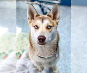 Huskies -Unknown Mix Dogs for adoption in Santa Cruz, CA, USA