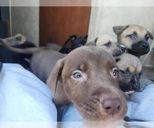 Staffordshire Bull Terrier-Unknown Mix Dogs for adoption in Houston, TX, USA