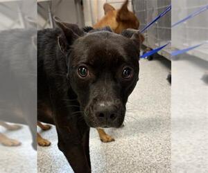 Labrador Retriever Dogs for adoption in Houston, TX, USA