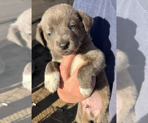 Mutt Dogs for adoption in Grafton, WI, USA