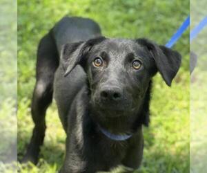 Labrador Retriever-Unknown Mix Dogs for adoption in Yardley, PA, USA