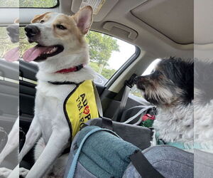 Border-Aussie Dogs for adoption in Lighthouse Point, FL, USA
